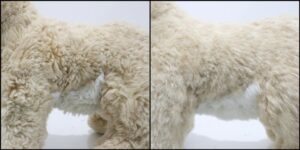 カガライ様毛並みふわふわ治療