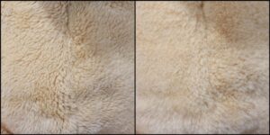 ピーちゃん毛並みふわふわ治療