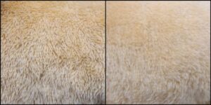 だいち様毛並みふわふわ治療