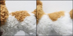 パピィ様毛並みふわふわ治療