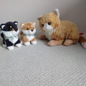 ミーコ様帰宅後写真