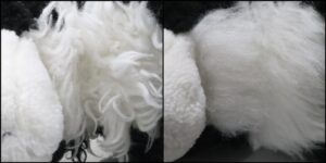 クローバー様毛並みふわふわ治療