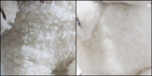 ヌッピー様毛並みふわふわ治療