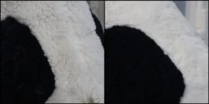 こん様毛並みふわふわ治療