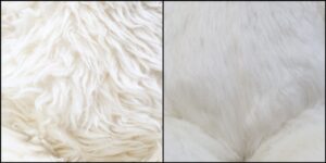 クマキチ様毛並みふわふわ