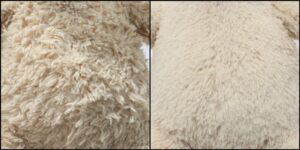 とぅまいる様毛並みふわふわ