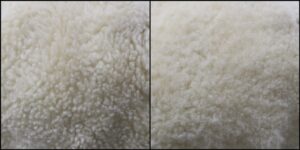 サニー様毛並みふわふわ