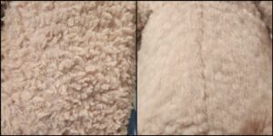 いやしんぼう様毛並みふわふわ