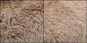 こっこ様毛並みふわふわ治療