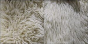 リボンちゃん毛並みふわふわ