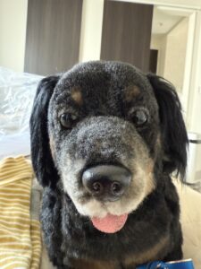 ラムちゃん帰宅後写真