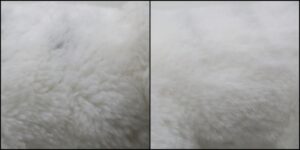 ベスター様毛並みふわふわ