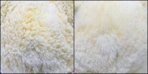 プキ様毛並みふわふわ