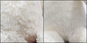 毛並ふわふわ治療