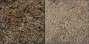 テディちゃん毛並みふわふわ