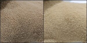 さくら様毛並みふわふわ治療