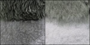 ぺんちゃん毛並ふわふわ