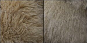 信様毛並みふわふわ