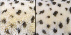 ヘリウス様毛並みふわふわ