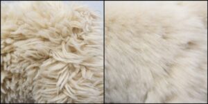 クッキー様毛並みふわふわ