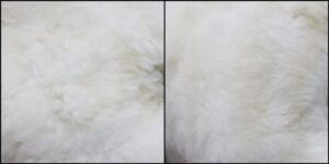 なー様毛並みふわふわ